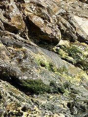 Chlorophyta