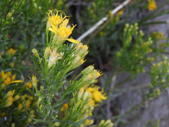 Ericameria laricifolia