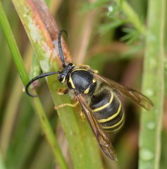 Dolichovespula norvegicoides
