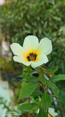 Turnera subulata