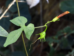 Ipomoea cristulata
