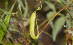 Nepenthes mirabilis