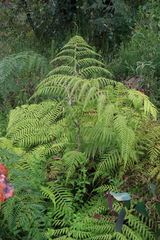 Calochlaena dubia
