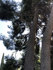 Pinus halepensis