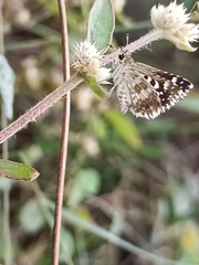 Spialia galba