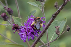 Svastra obliqua obliqua