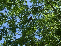 Zosterops lateralis lateralis