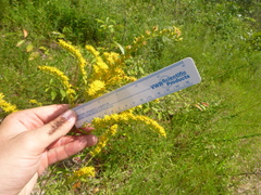 Solidago leavenworthii