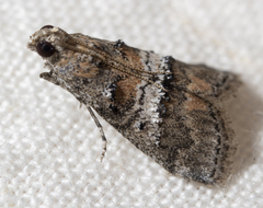 Pococera asperatella