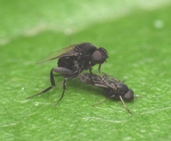 Phorinae