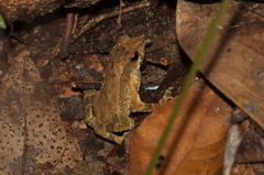 Ingerophrynus parvus