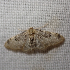 Idaea filicata