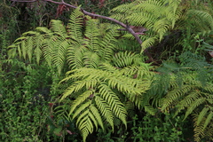 Calochlaena dubia