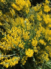 Genista stenopetala
