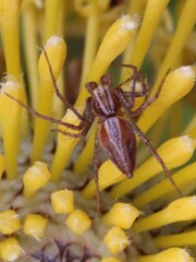 Oxyopes amoenus