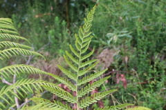 Calochlaena dubia