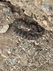 Crotalus tigris