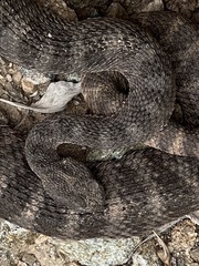 Crotalus tigris