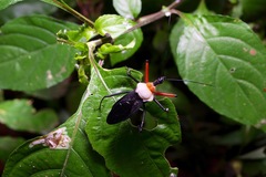 Rhynocoris nitidulus