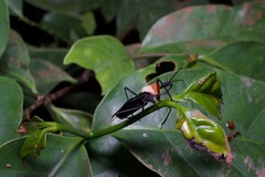 Rhynocoris nitidulus