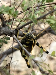 Schistocerca albolineata