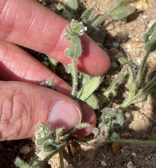 Plagiobothrys collinus fulvescens