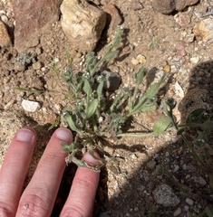 Plagiobothrys collinus fulvescens