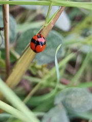 Coccinella