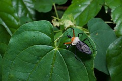 Rhynocoris nitidulus