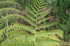 Calochlaena dubia