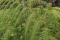 Calochlaena dubia