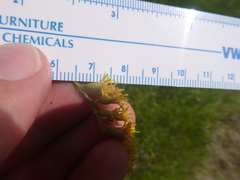 Solidago leavenworthii