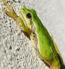 Hyla plicata