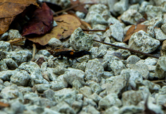 Platydracus fossator
