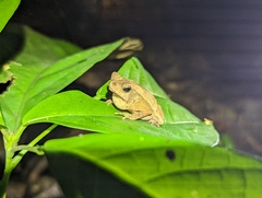 Rhinella alata