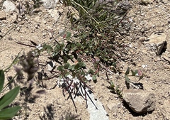 Epilobium clavatum