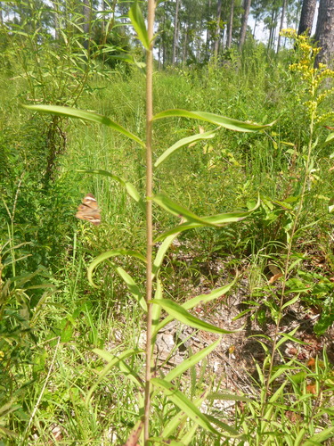 Image of Solidago leavenworthii by no rights reserved