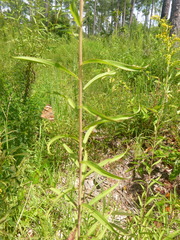 Solidago leavenworthii