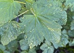 Cronartium ribicola