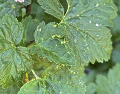Cronartium ribicola