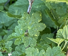 Cronartium ribicola