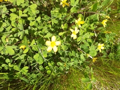 Oxalis perennans