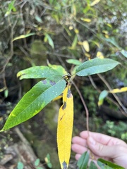 Salix lasiandra