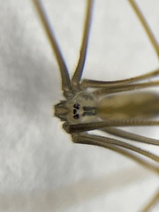 Pholcus opilionoides