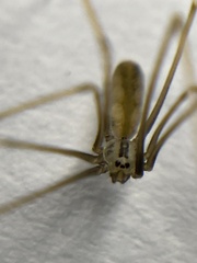 Pholcus opilionoides
