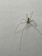 Pholcus opilionoides