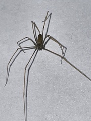 Pholcus opilionoides