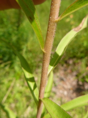 Solidago leavenworthii