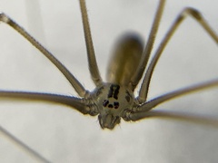 Pholcus opilionoides