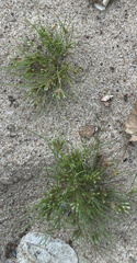 Fimbristylis vahlii
